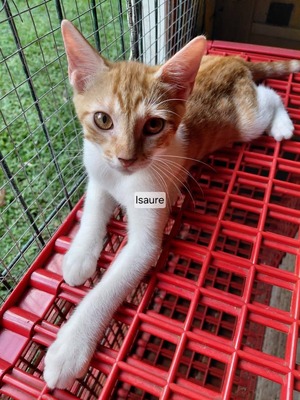 Adopter Isaure