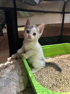 Adopter Hatchi