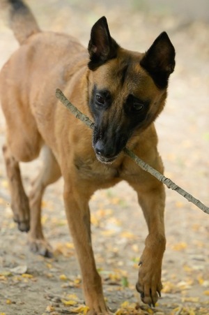Adopter India