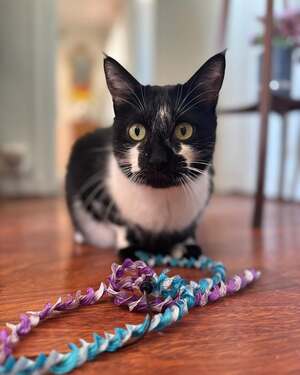 Adopter Echo
