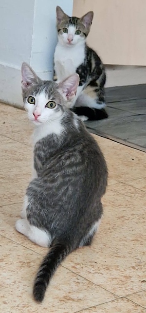 Adopter GREY