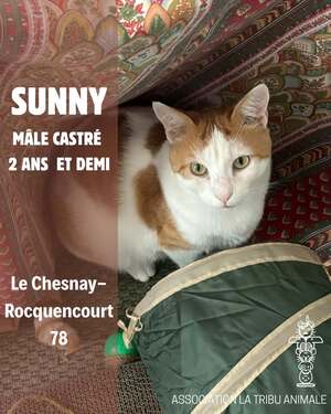 Adopter Sunny