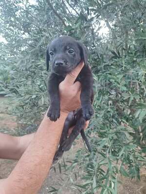 Adopter Rio