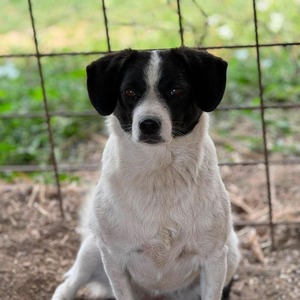 Adopter Léonie
