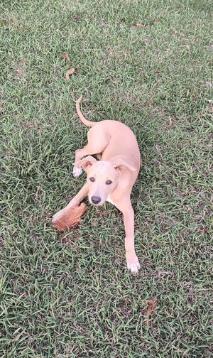 Adopter Mika