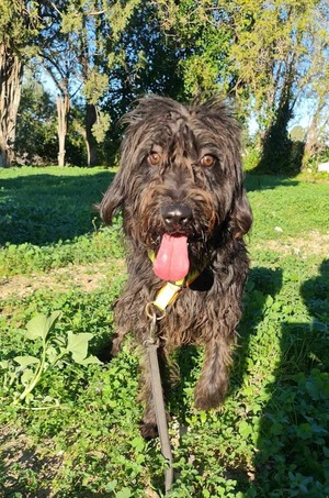 Adopter Noiro