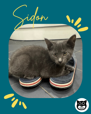 Adopter Sidon