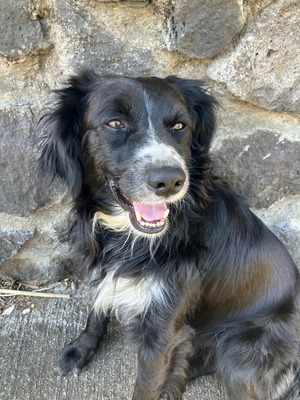 Adopter Ziggy