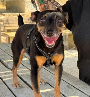 Adopter Cara