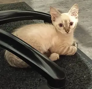 Adopter MAX