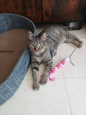 Adopter Mimine