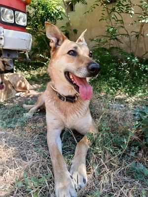Adopter MIA