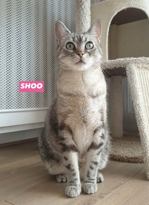 Adopter SHOO
