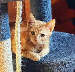 Adopter Boston
