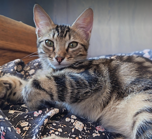 Adopter ZIGGY