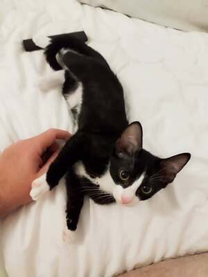 Adopter Milady