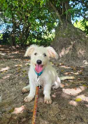 Adopter Nua