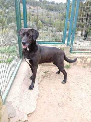 Adopter Kayu