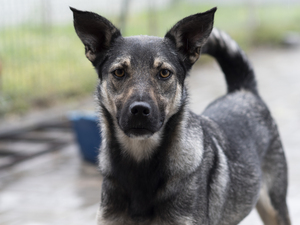 Adopter Nando
