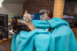 Adopter Bolo et Tickel