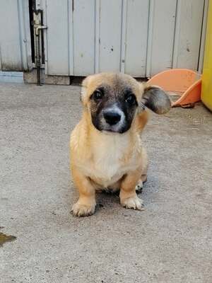Adopter Soan
