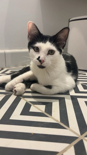 Adopter Malice