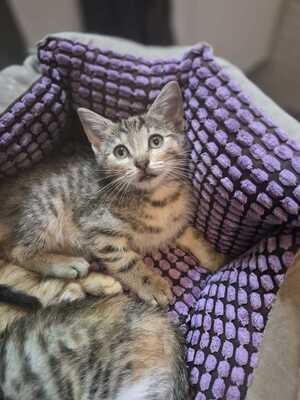 Adopter Jane