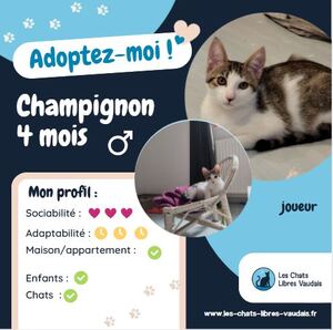 Adopter Champignon