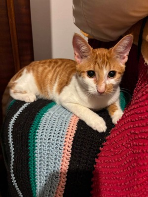 Adopter Kwet