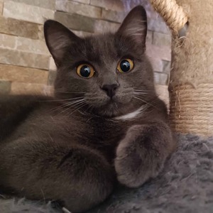 Adopter Baltik