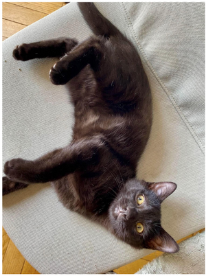 Adopter Nova