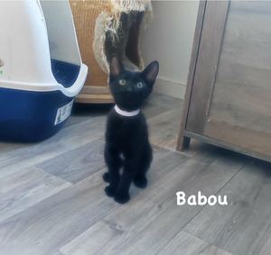 Adopter BABOU