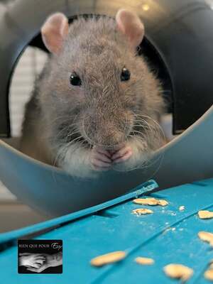 Adopter Neil