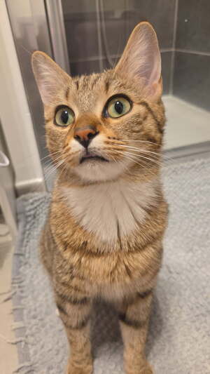 Adopter Tiana