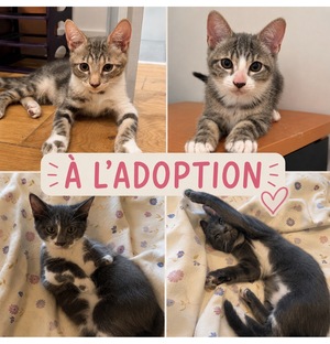 Adopter Fratrie A