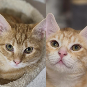 Adopter Bounty & Benji