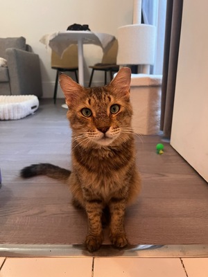 Adopter Mario