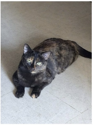 Adopter Niji