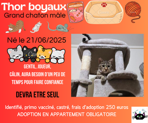Adopter Thor boyaux