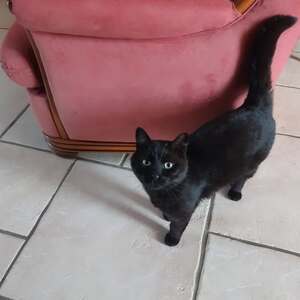 Adopter Ebène