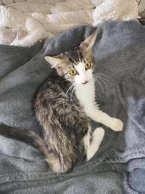 Adopter Bernard