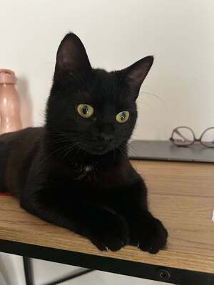 Adopter K-Sounette