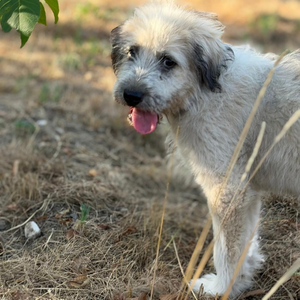 Adopter BOUNTY