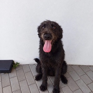 Adopter Amora
