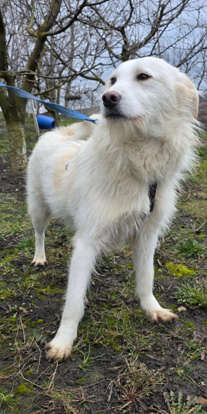 Adopter Lassie