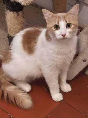 Adopter Pepito