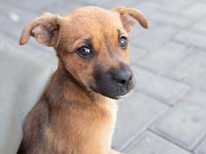 Adopter Samie