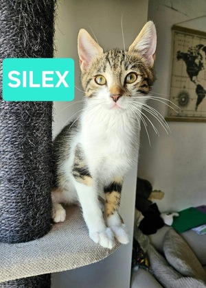 Adopter Silex Frère de Basalte 