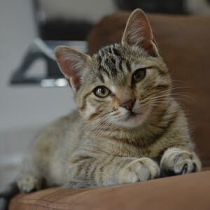 Adopter Nami