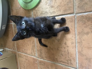 Adopter Tarzan